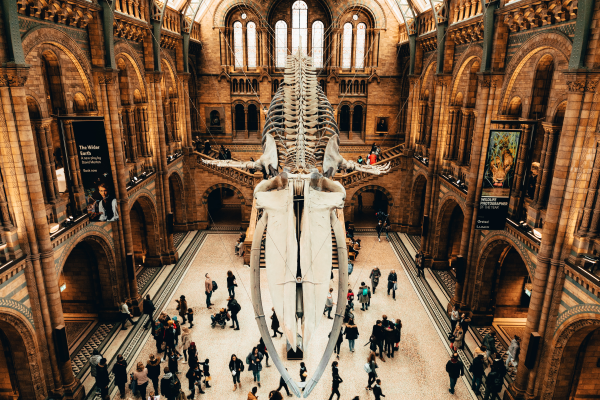 Natural-History-Museum-London-Dinosaurs